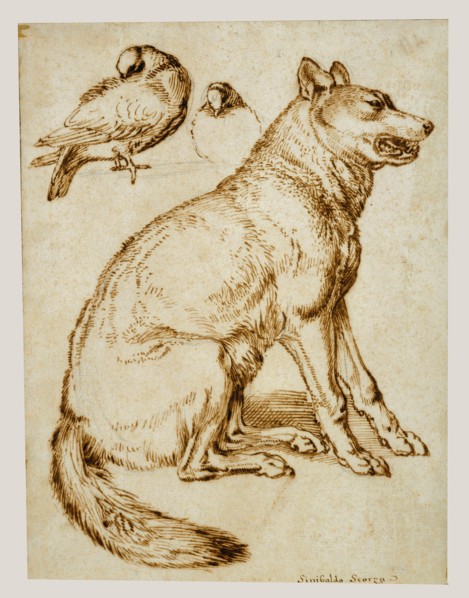 A Wolf and Two Doves