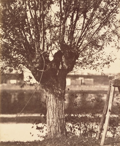 [Tree]