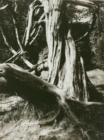 [Sapin, Trianon (Pine Tree Trunks at the Trianon)]