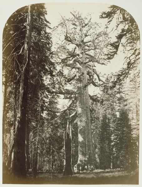 Grizzly Giant Mariposa Grove - 33 ft. Diam.