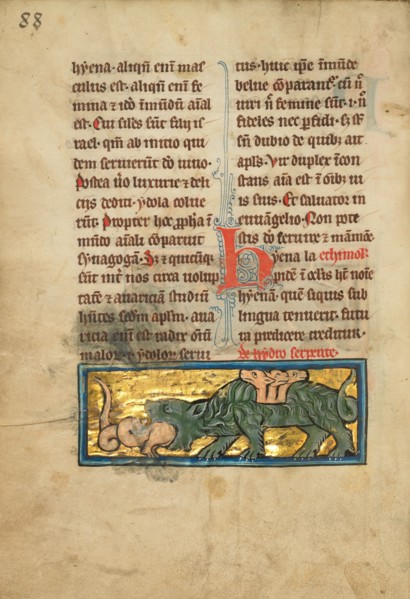 A Crocodile Devouring a Water Snake
