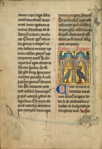A Dove and a Falcon