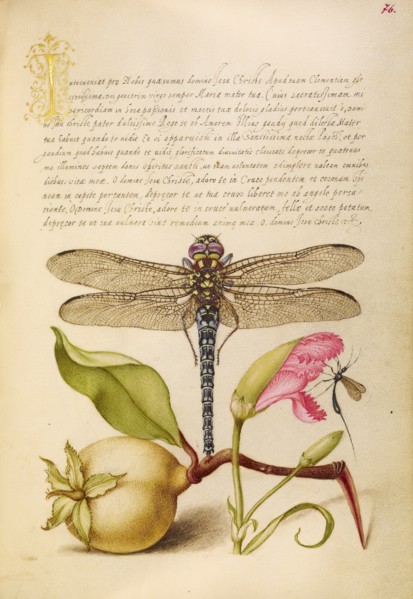 Dragonfly, Pear, Carnation, and Insect