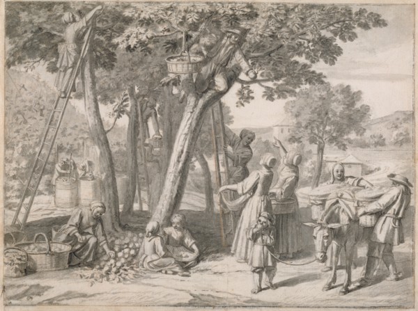 An Apple Harvest