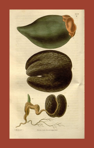 Botanical print by Sir William Jackson Hooker, FRS, 1785 â€ì 1865, English botanical illustrator.