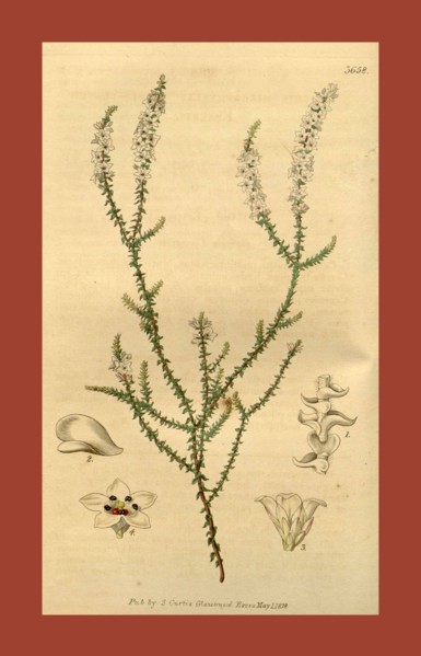 19th century botanical colour  print. Botanical illustration.  Form, colour, and details of the