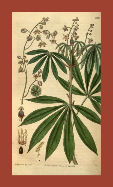 Botanical print or English natural history illustration by Joseph Swan 1796-1872, British Engraver.