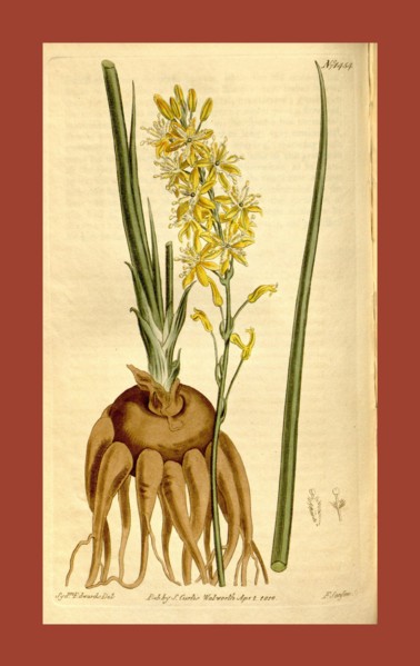 Botanical print by Sydenham Teast Edwards 1768 â€ì 1819, Sydenham Edwards was a natural history