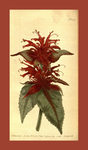 Botanical print by Sydenham Teast Edwards 1768 â€ì 1819, Sydenham Edwards was a natural history