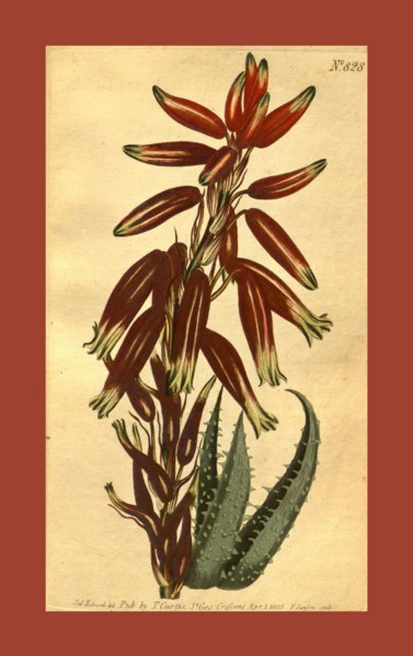 19th century botanical colour  print. Botanical illustration.  Form, colour, and details of the