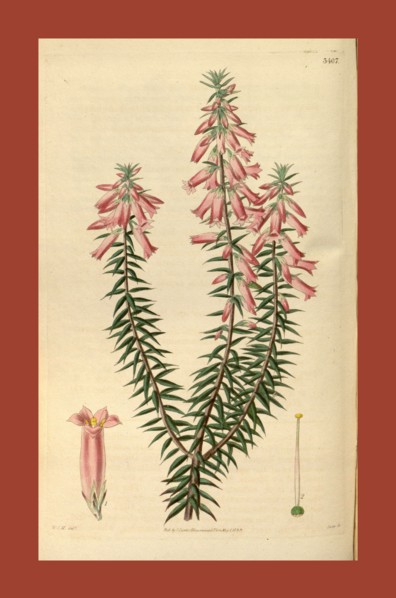 Botanical print by Sir William Jackson Hooker, FRS, 1785 â€ì 1865, English botanical illustrator.