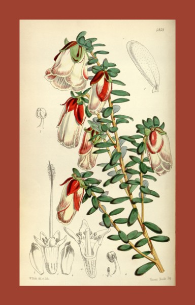 Botanical Print by Walter Hood Fitch 1817 â€ì 1892, W.H. Fitch was an botanical illustrator and