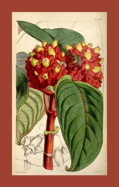 Botanical Print by Walter Hood Fitch 1817 â€ì 1892, W.H. Fitch was an botanical illustrator and