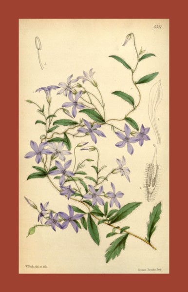 Botanical Print by Walter Hood Fitch 1817 â€ì 1892, W.H. Fitch was an botanical illustrator and
