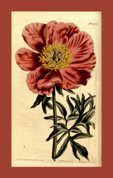 19th century botanical colour  print. Botanical illustration.  Form, colour, and details of the