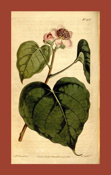 Botanical print by Sydenham Teast Edwards 1768 â€ì 1819, Sydenham Edwards was a natural history