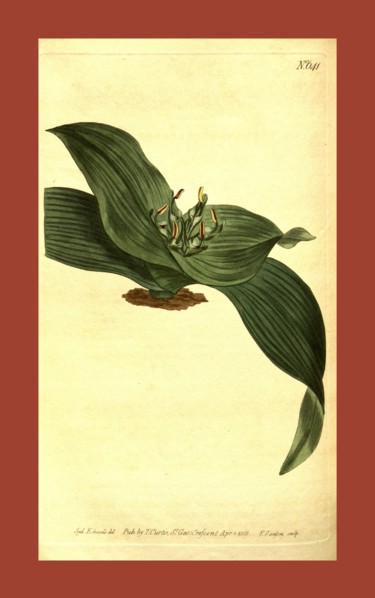 Botanical print by Sydenham Teast Edwards 1768 â€ì 1819, Sydenham Edwards was a natural history