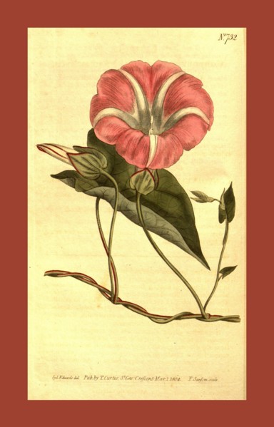 Botanical print by Sydenham Teast Edwards 1768 â€ì 1819, Sydenham Edwards was a natural history