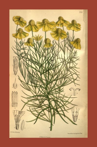 Botanical Print by Walter Hood Fitch 1817 â€ì 1892, W.H. Fitch was an botanical illustrator and