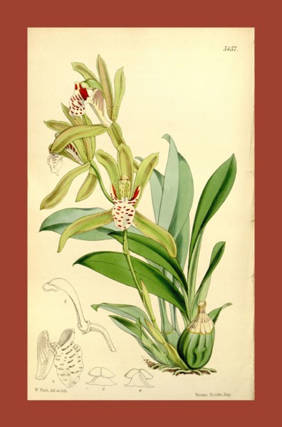 Botanical Print by Walter Hood Fitch 1817 â€ì 1892, W.H. Fitch was an botanical illustrator and