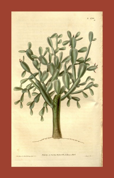 Botanical print or English natural history illustration by Joseph Swan 1796-1872, British Engraver.