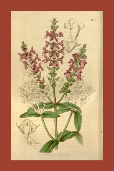 Botanical print or English natural history illustration by Joseph Swan 1796-1872, British Engraver.