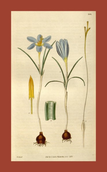 Botanical print by Sir William Jackson Hooker, FRS, 1785 â€ì 1865, English botanical illustrator.