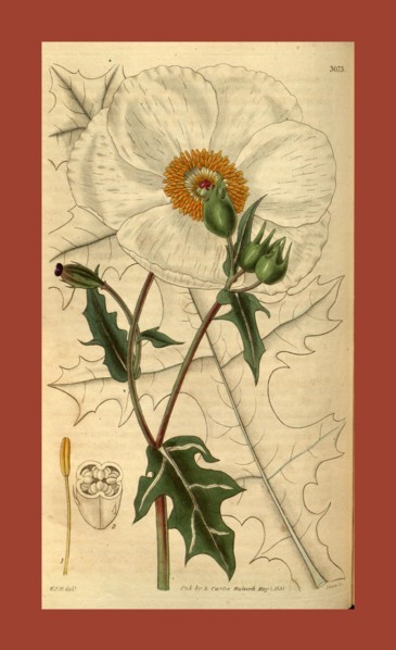 Botanical print by Sir William Jackson Hooker, FRS, 1785 â€ì 1865, English botanical illustrator.