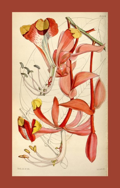 Botanical Print by Walter Hood Fitch 1817 â€ì 1892, W.H. Fitch was an botanical illustrator and