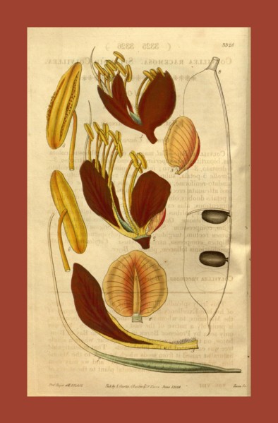 Botanical print or English natural history illustration by Joseph Swan 1796-1872, British Engraver.