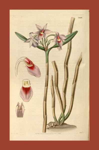 Botanical print by Sir William Jackson Hooker, FRS, 1785 â€ì 1865, English botanical illustrator.