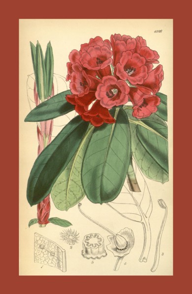 19th century botanical colour  print. Botanical illustration.  Form, colour, and details of the
