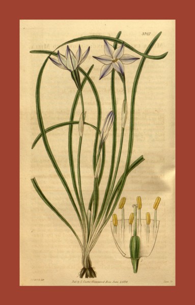 Botanical print or English natural history illustration by Joseph Swan 1796-1872, British Engraver.