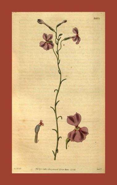 Botanical print by Sir William Jackson Hooker, FRS, 1785 â€ì 1865, English botanical illustrator.