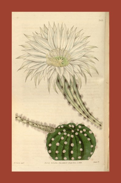 Botanical print or English natural history illustration by Joseph Swan 1796-1872, British Engraver.
