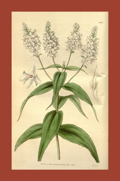 Botanical print or English natural history illustration by Joseph Swan 1796-1872, British Engraver.