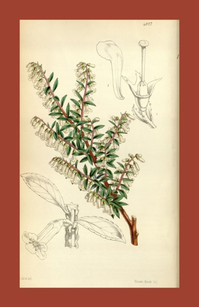 19th century botanical colour  print. Botanical illustration.  Form, colour, and details of the