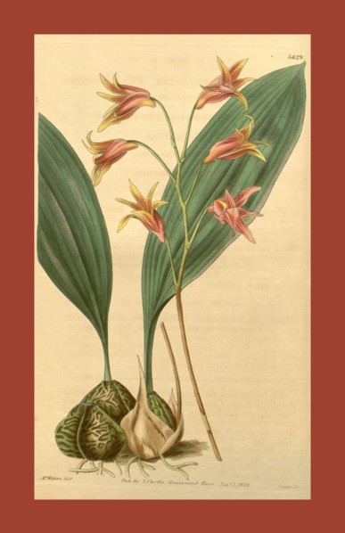 Botanical print by Augusta Innes  Withers (née Baker) (1793-1877),  an English natural history