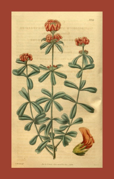 19th century botanical colour  print. Botanical illustration.  Form, colour, and details of the