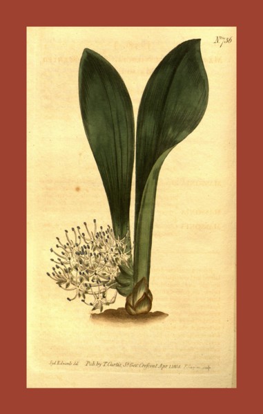 Botanical print by Sydenham Teast Edwards 1768 â€ì 1819, Sydenham Edwards was a natural history