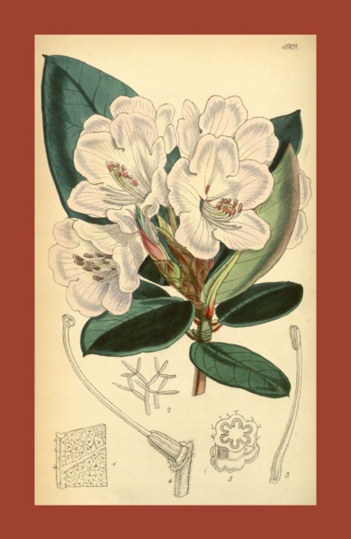 19th century botanical colour  print. Botanical illustration.  Form, colour, and details of the