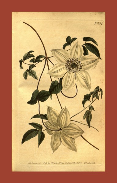 Botanical print by Sydenham Teast Edwards 1768 â€ì 1819, Sydenham Edwards was a natural history