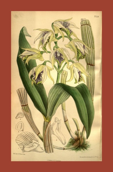 Botanical Print by Walter Hood Fitch 1817 â€ì 1892, W.H. Fitch was an botanical illustrator and