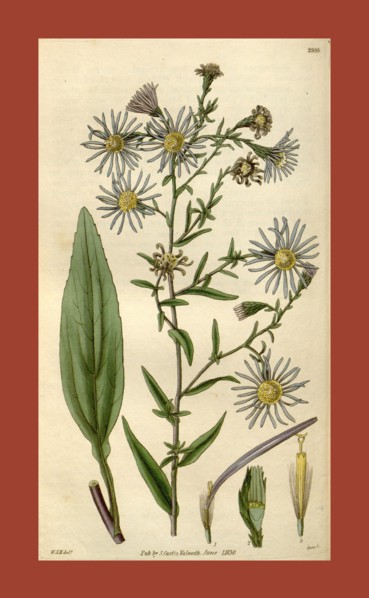 Botanical print by Sir William Jackson Hooker, FRS, 1785 â€ì 1865, English botanical illustrator.