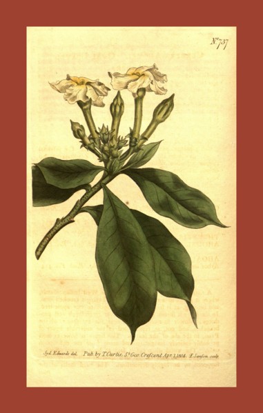 Botanical print by Sydenham Teast Edwards 1768 â€ì 1819, Sydenham Edwards was a natural history