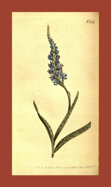 19th century botanical colour  print. Botanical illustration.  Form, colour, and details of the