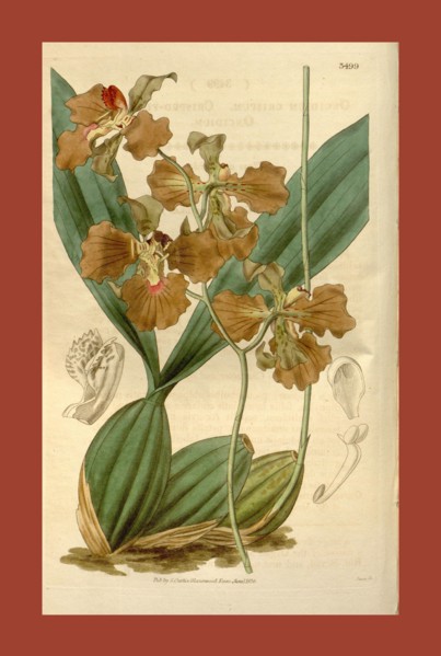 Botanical print or English natural history illustration by Joseph Swan 1796-1872, British Engraver.