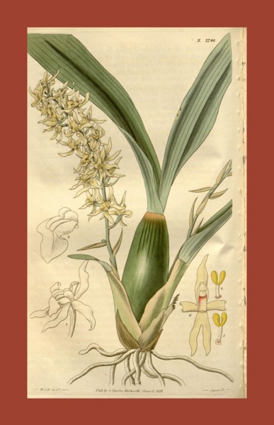 Botanical print by Sir William Jackson Hooker, FRS, 1785 â€ì 1865, English botanical illustrator.