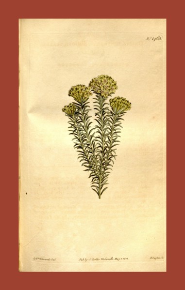Botanical print by Sydenham Teast Edwards 1768 â€ì 1819, Sydenham Edwards was a natural history
