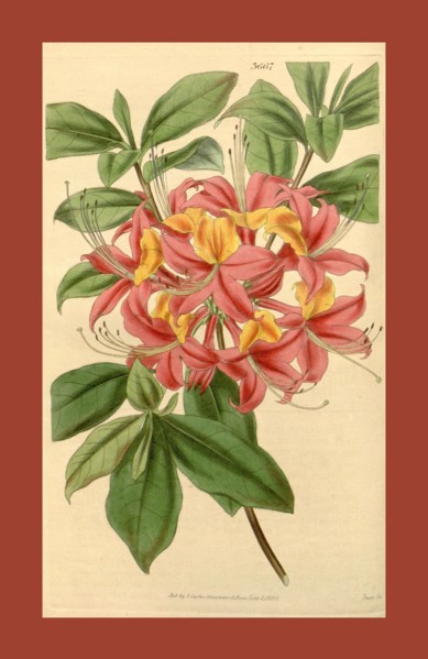 Botanical print or English natural history illustration by Joseph Swan 1796-1872, British Engraver.